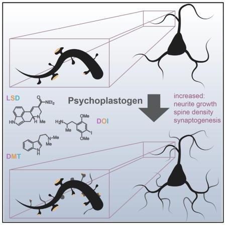 psychedelics neuron growth
