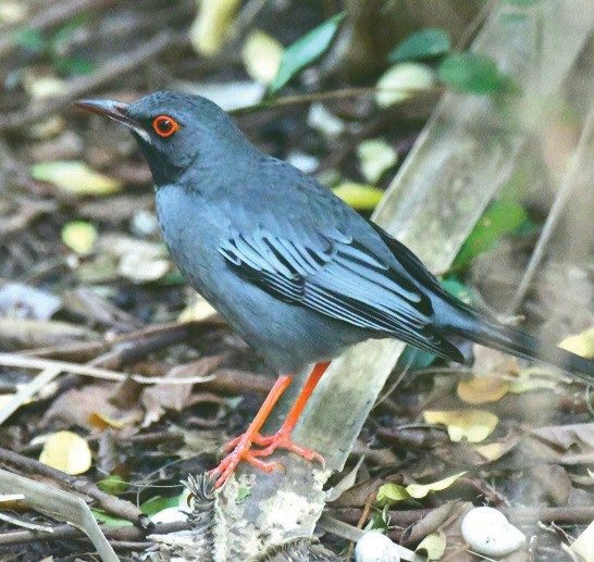 The red-legged thrush, seen at Lantana Nature Preserve on Florida’s East Coast, has been spotted in North America only one other time.