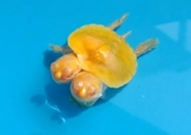 The albino red-eared slider turtle was born with the rare mutation on a farm in Bangkok, Thailand
