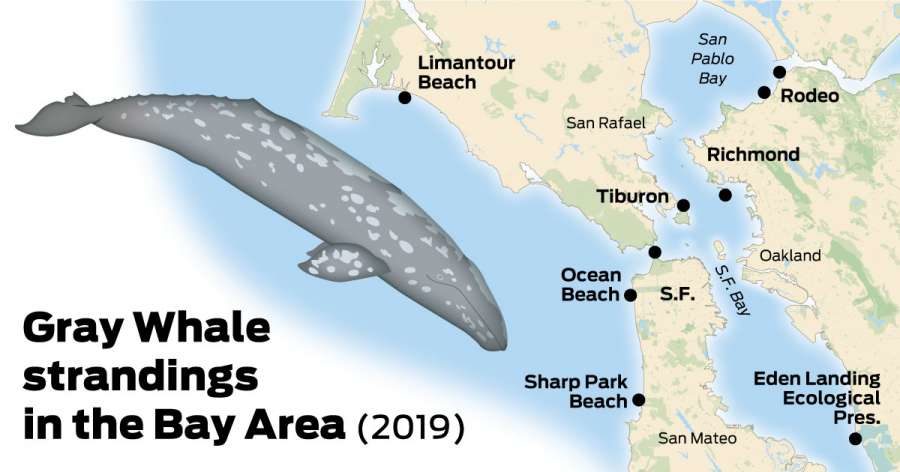 A map of recent whale strandings in the Bay Area.