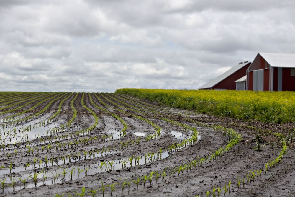 Click to enlarge Water floods a cornfield in Malden, Illinois, U.S., on Wednesday, May 29, 2019