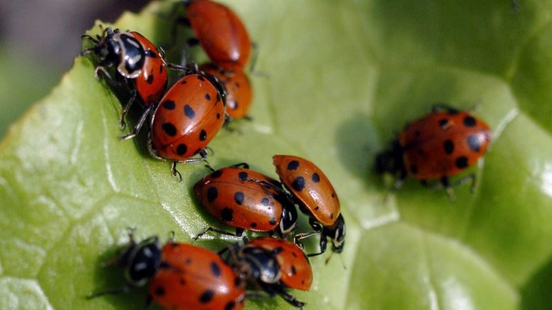 Click to enlarge ladybugs