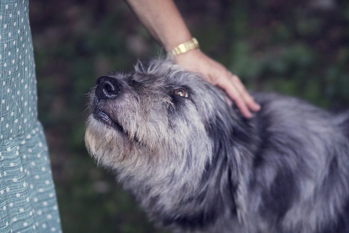Click to enlarge patting dog