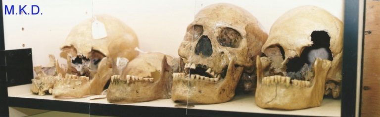 Skulls at Humboldt museum