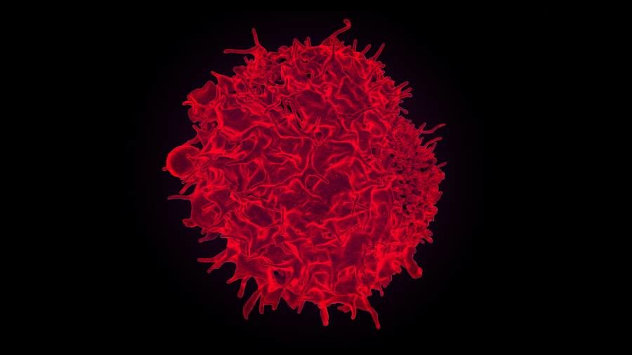 T-cell immune system
