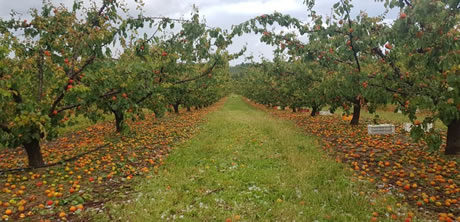 Click to enlarge APRICOTS
