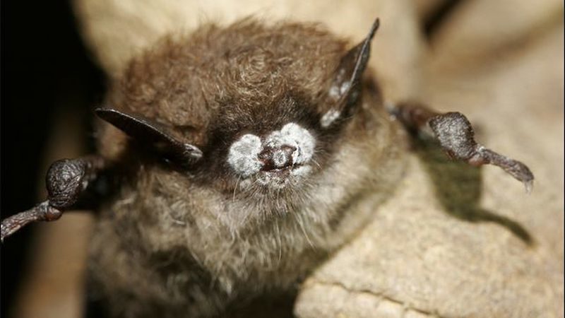 California officials have confirmed four cases of white-nose syndrome in Northern California.