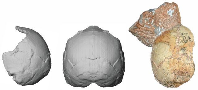 Ancient Apidima Skull