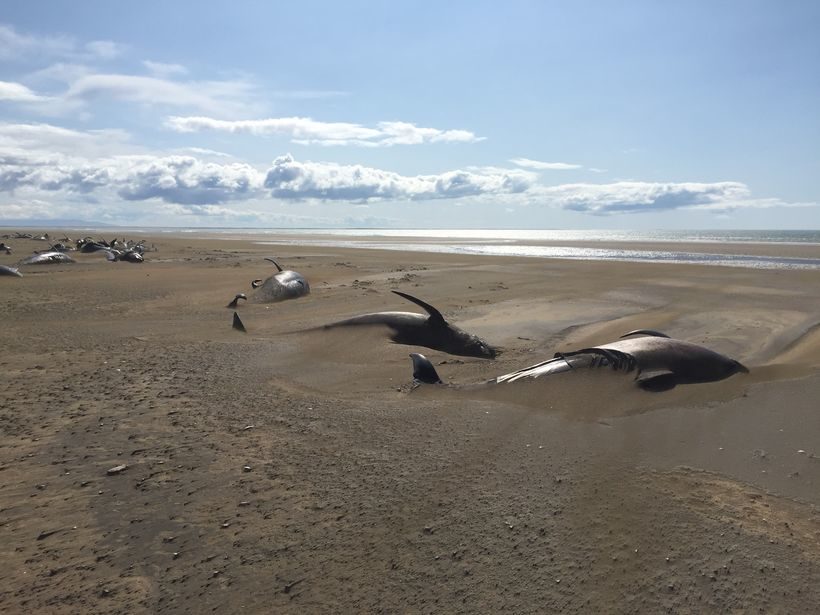 The beached pilot whales in Snæfellsnes, West Iceland.