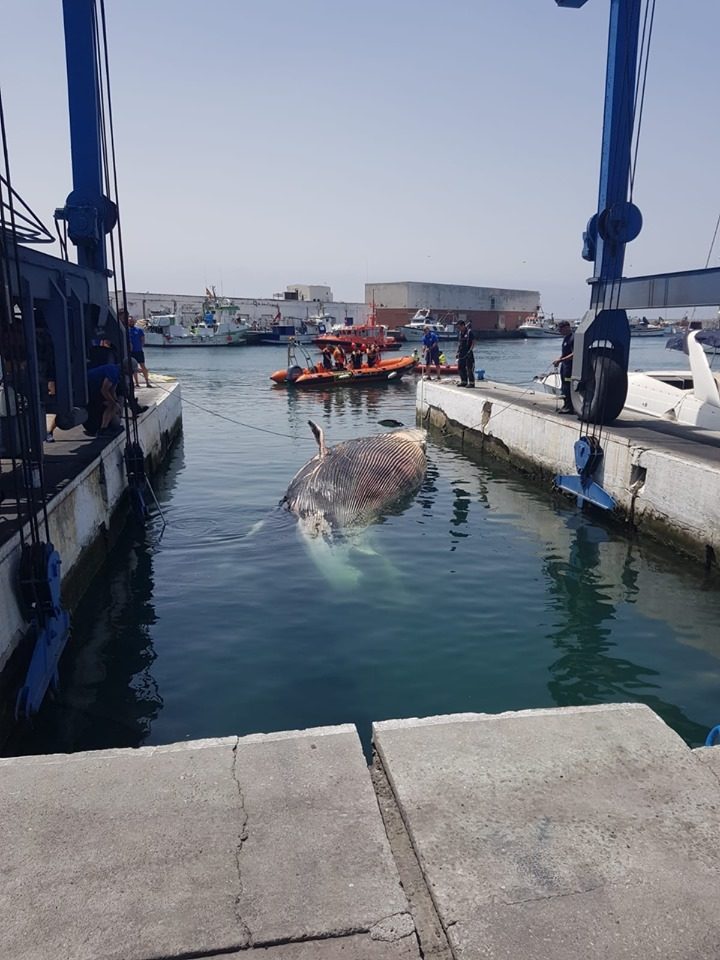 TRAGIC: Whale in waters of Marbella port