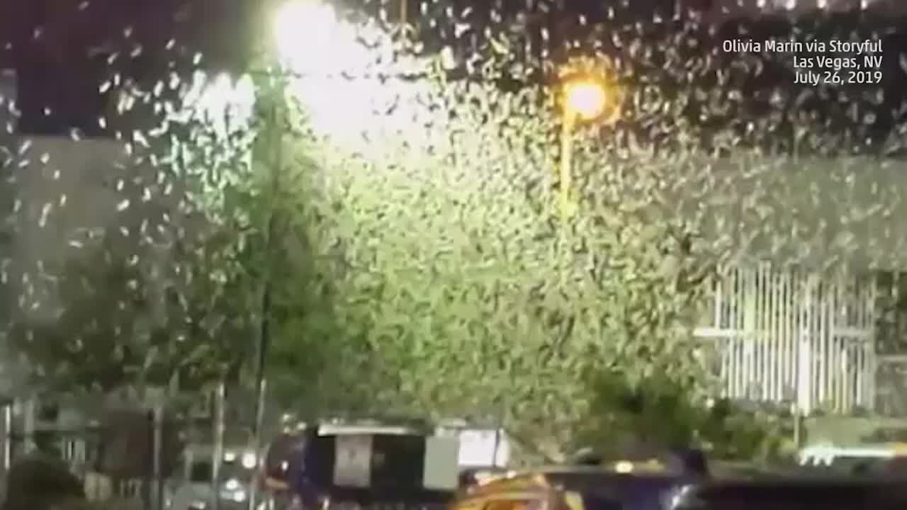 Massive Swarm of Grasshoppers Invade Las Vegas