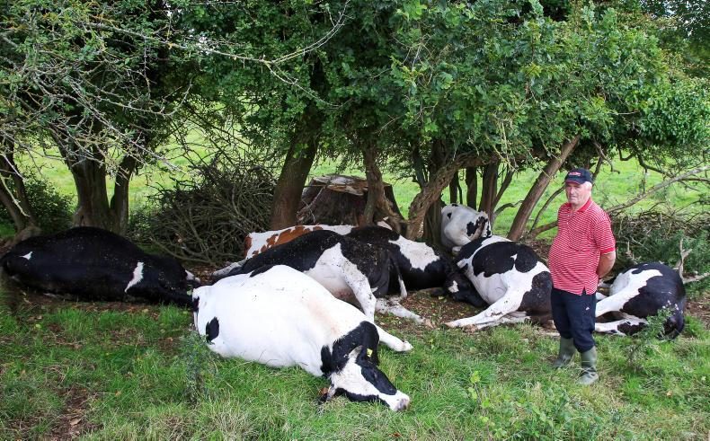 Gerry Larkin discovered eight out of 10 cattle dead after being struck by lightning in Ballintemple, Moneygall.