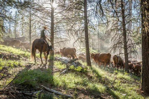 Oregon cattle killings, mutilations alarm ranchers