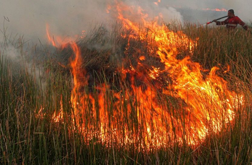 Fire rages on a peatland forest in South Sumatra