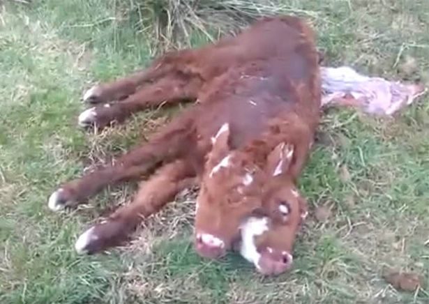 The calf could move both its heads independently