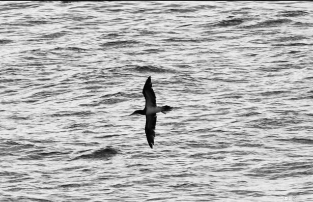 Images taken by a bird-watcher in Cornwall show the brown booby fishing off the coast in St Ives.