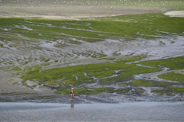 Click to enlarge beach covered with toxic green algae