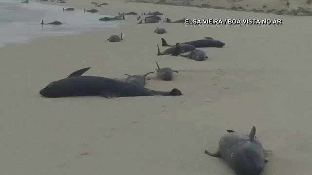 134 dead whales emerge in a mass stranding in Cape Verde