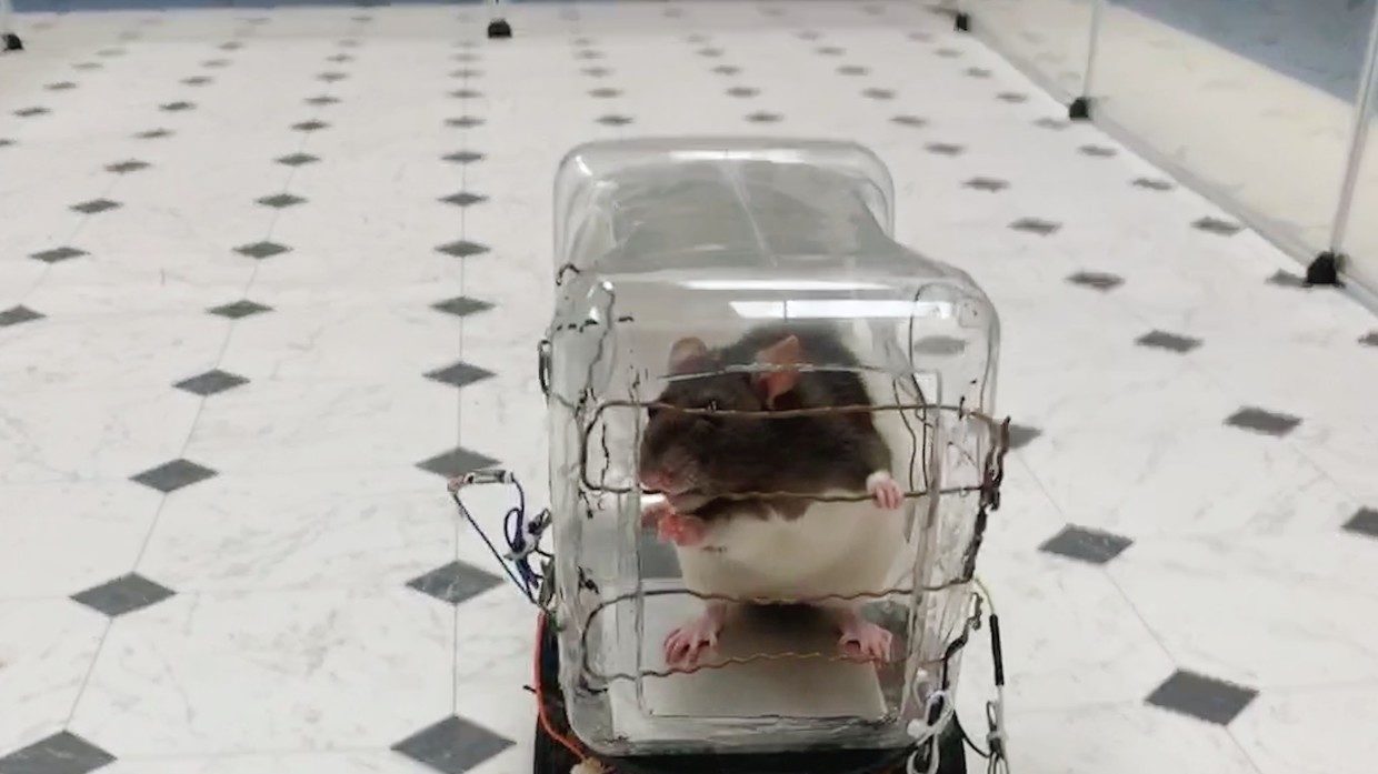 rat in a tiny car