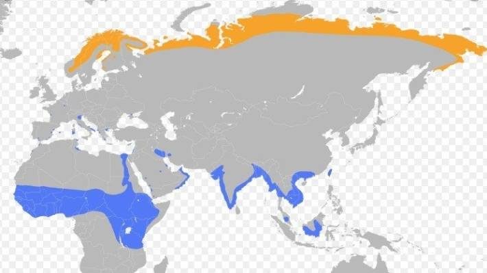 The tiny Arctic wader is in the wrong part of the world after apparently getting lost during its migration from the far north to equatorial areas.