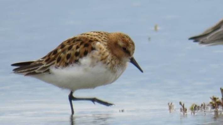 A little stint was spotted at Lake Ellesmere last week, thousands of kilometres from home.
