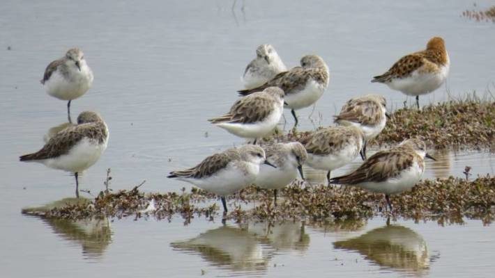 The tiny bird, top right, has found a new family among sandpipers and similar red-necked stints.