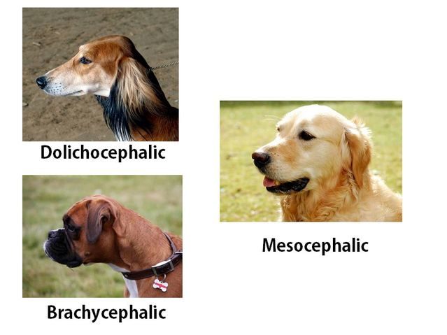 Dog types