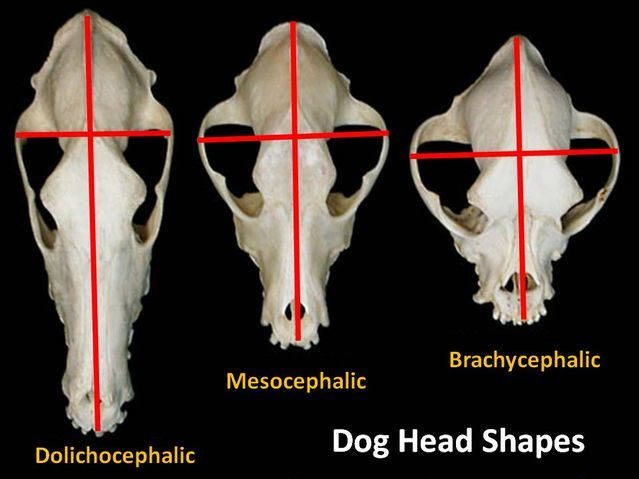 dog head shapes
