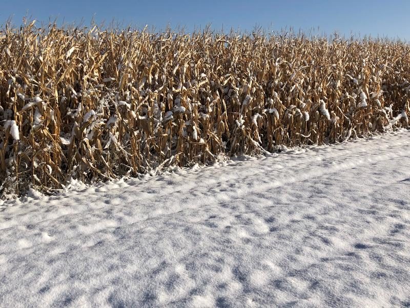 The National Weather Service says parts of Iowa are in for a bit more snow Wednesday. This cornfield near Peosta is included in that forecast.