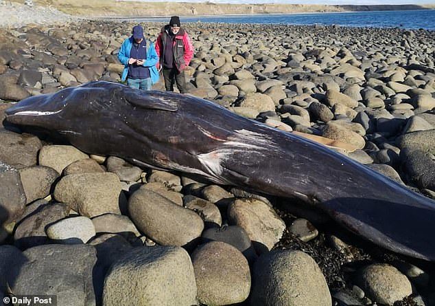 Click to enlarge A spokesperson of the British Divers Marine Life Rescue (BDMLR) said they expect this is the youngest calf ever recorded to be stranded. They are estimating the calf to be between two and three years old