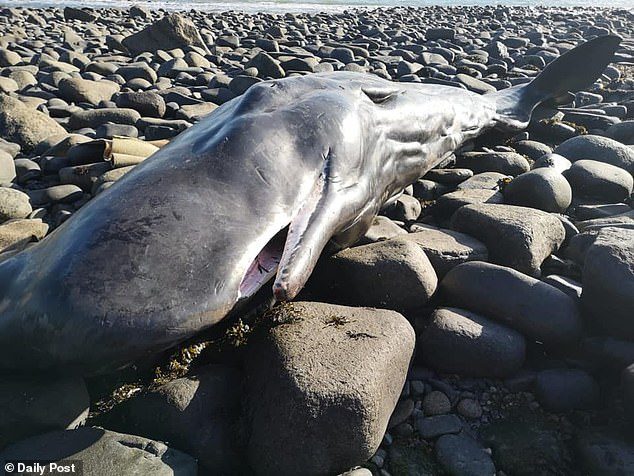 A sperm whale calf (pictured) has washed up on a North Wales beach. The marine mammal is believed to have become stranded at Hell's Mouth in Gwynedd yesterday