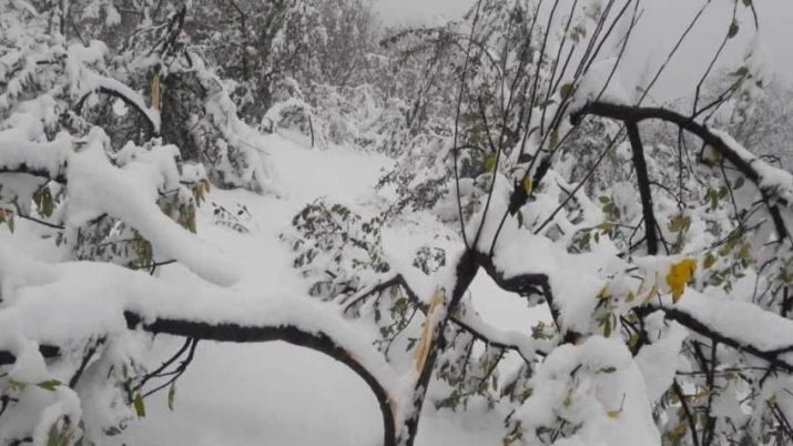 Snowfall in Kashmir damages apple orchards