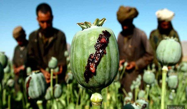 opium afghanistan
