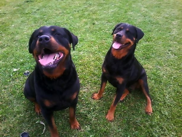 The couple's pet rottweilers carried out the vicious attack