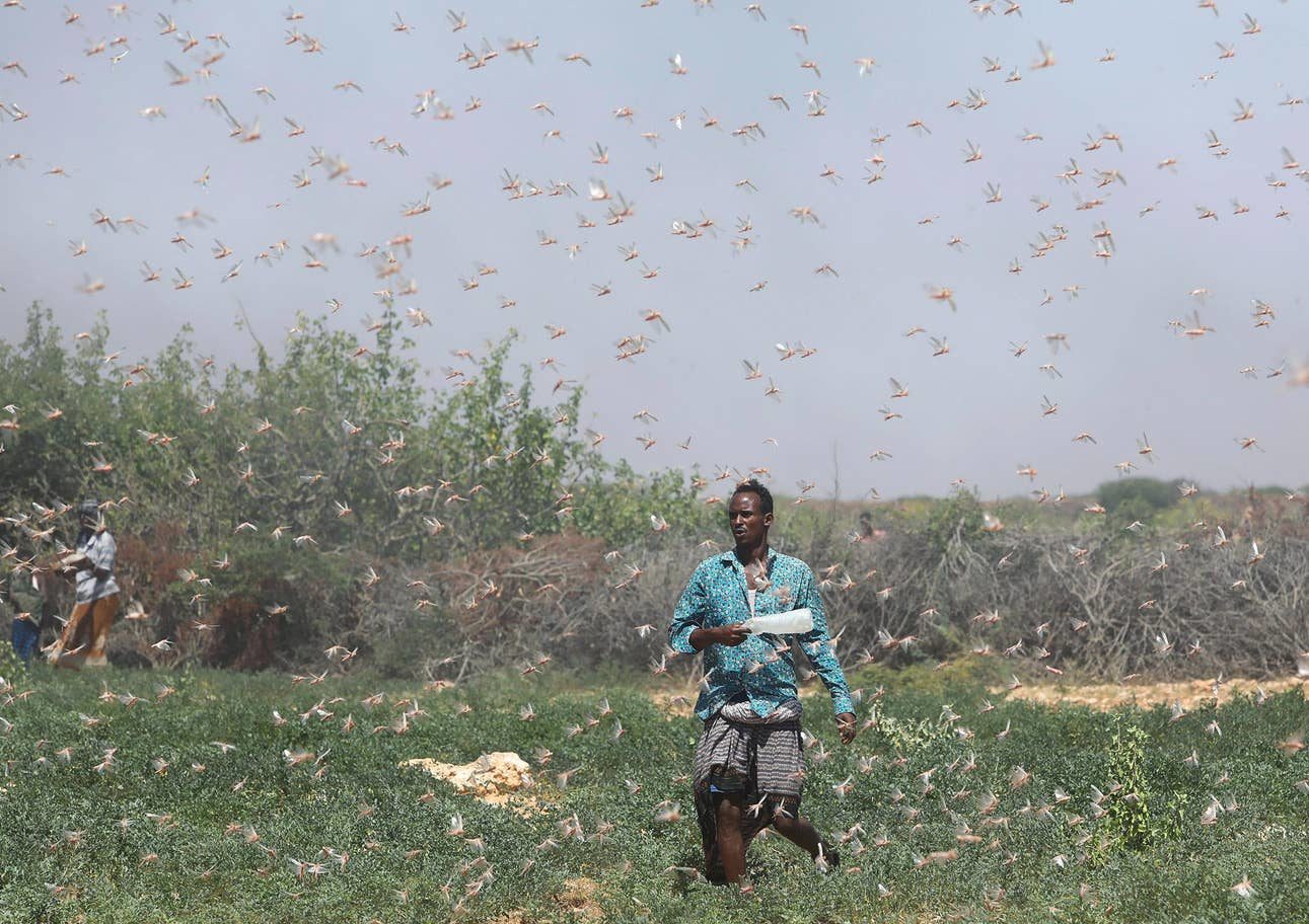 A farmer walks among a swarm of locusts on grazing land in Galmudug region, Somalia