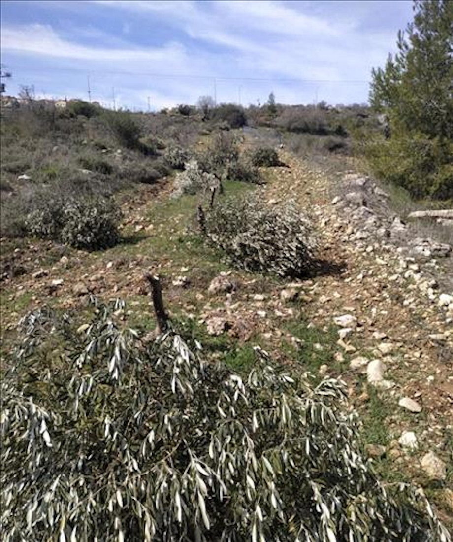settlers cut olive trees west bank