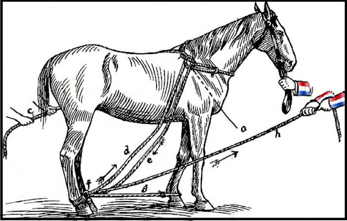 Horse and ropes