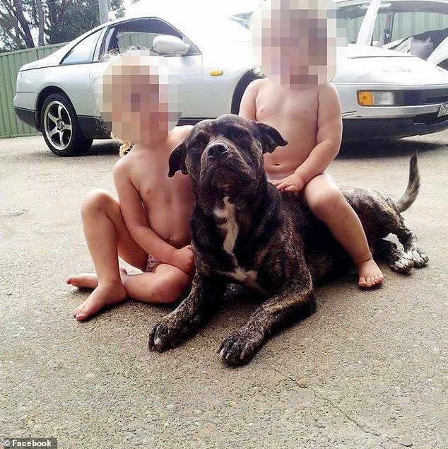 One of the Bullmastiff crosses that attacked and killed an elderly woman at a Jervis Bay beach is pictured with young children