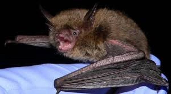 Scared Bat