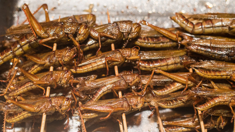 baby crickets