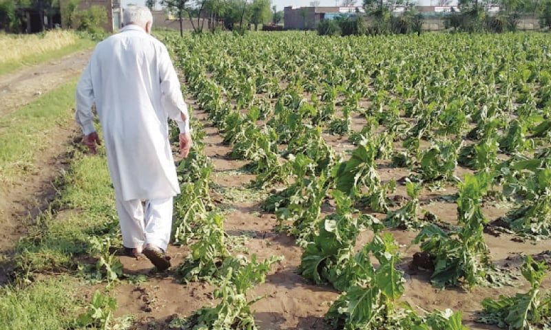 A farmer examines his tobacco crop destroyed by hail in Swabi.