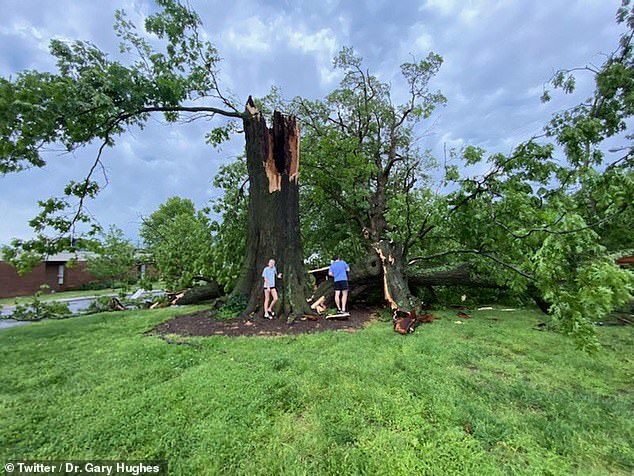 Wind gusts knocked down a tree in Tennessee during a severe storm on Sunday
