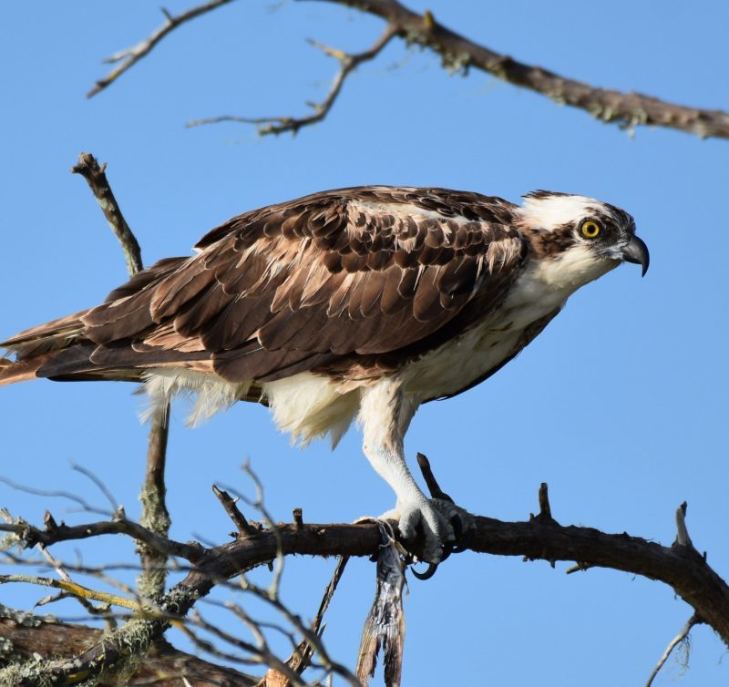 Ospreys, like the one pictured here, are among the types of birds of prey in Florida that have been found to be accumulating microplastics in their stomachs.