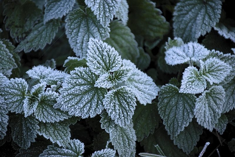 mint leaves frost