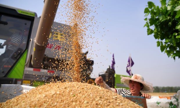 farmer harvests wheat