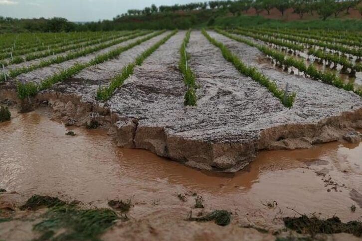 Vineyards damaged by the storm that fell in early May in the Campo de Borja region.