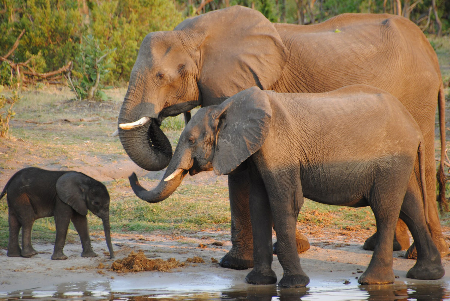 Elephants in the Savuti region of Botswana