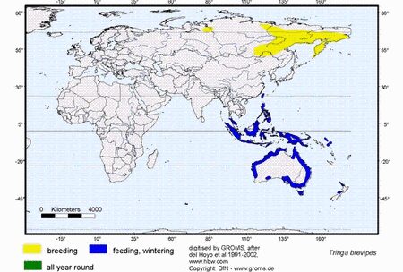 grey tailed tattler map range