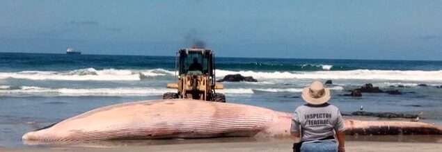 An 18-meter long Fin Whale found washed up on Baja California beach