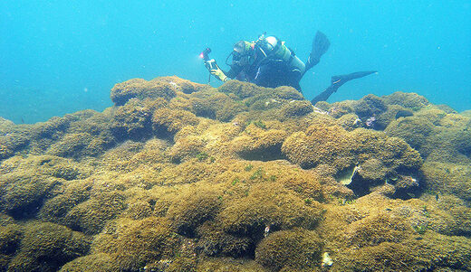 Mysterious new invasive algae smothering Hawaii's coral reefs